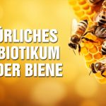 Propolis: Natürliches Antibiotikum aus dem Kittharz der Biene –  Die Kraft aus den Tränen der Bäume