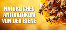 Propolis: Natürliches Antibiotikum aus dem Kittharz der Biene –  Die Kraft aus den Tränen der Bäume