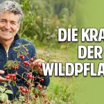 Smoothie & Wilde Pflanzen: Wie Du dich gesund ernähren & selbst versorgen kannst – Dr. Markus Strauß