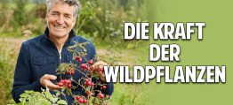 Die Kraft der Wildpflanzen: Wie Du dich gesund selbst versorgen kannst – Dr. Markus Strauß