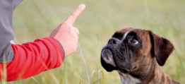 Hundeflüstern und Tierkommunikation