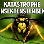 Der stille Tod der Insekten und die katastrophalen Auswirkungen auf die Menschheit Der stille Tod der Insekten und die katastrophalen Auswirkungen auf die Menschheit