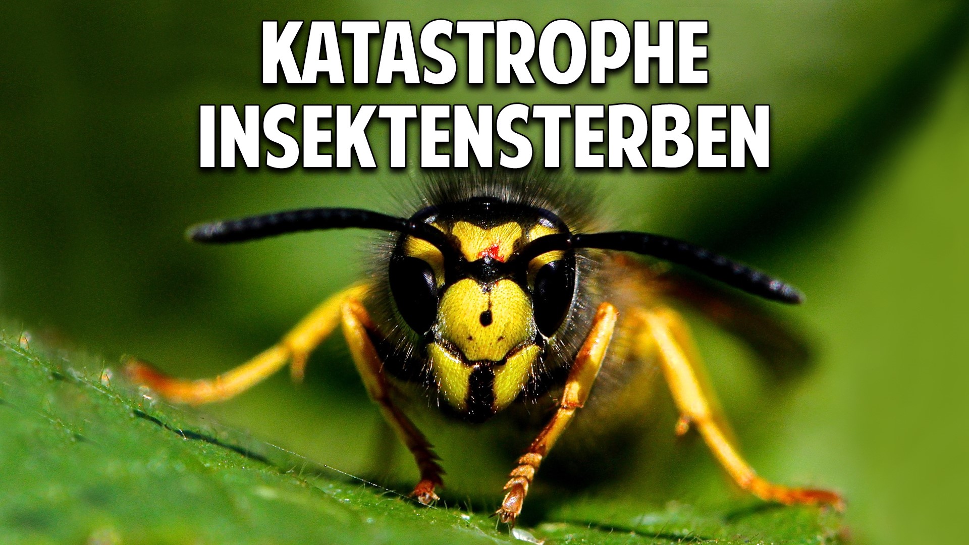 Welt im Wandel TV » Der stille Tod der Insekten und die katastrophalen ...