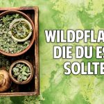 Das Geheimnis der Wildpflanzen: Welche du unbedingt essen solltest – Dr. Markus Strauß Das Geheimnis der Wildpflanzen: Welche du unbedingt essen solltest – Dr. Markus Strauß
